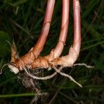 Cyperus obtusatus Rinde