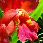 Epidendrum radicans പുഷ്പം