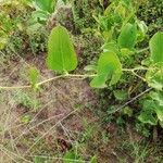 Smilax anceps Lapas