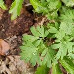 Corydalis intermedia Листок