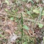 Hemipilia cucullata Plod