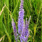 Veronica longifolia Žiedas