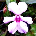 Impatiens flaccida പുഷ്പം