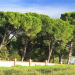 Pinus pineaΣυνήθη χαρακτηριστικά