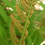 Osmunda regalis Fruit