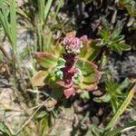 Dudleya farinosa Květ