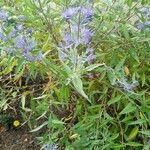 Caryopteris × clandonensis Diğer