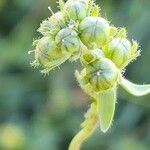 Linaria micrantha Плід