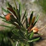 Planchonella pinifolia