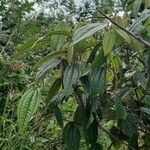 Miconia albicans Fuelha