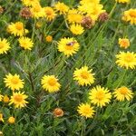 Haplopappus glutinosus Flower