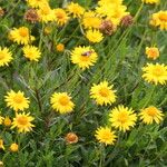 Haplopappus glutinosus Flower