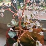 Begonia hydrocotylifolia Кветка