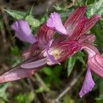 Anacamptis papilionacea Flor