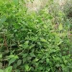 Chromolaena odorata Hoja