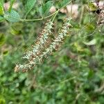 Aloysia gratissima Fruit