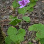 Pelargonium cucullatum Ліст