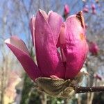 Magnolia x soulangeana Άλλα