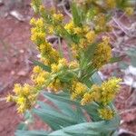 Solidago chilensis 叶