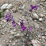 Linaria elegansFlower