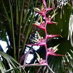 Heliconia chartacea Цветок