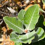 Pancheria ferruginea 葉