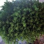 Hebe cupressoides 葉