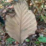 Dipterocarpus sublamellatus Leaf