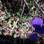 Viola calcarata Φύλλο