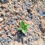 Cerastium glomeratum Folha