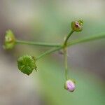 Alisma lanceolatum Owoc