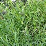 Dianthus arenarius Blad