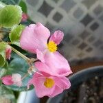 Begonia cucullata Flor