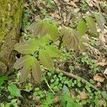 Carya glabra List