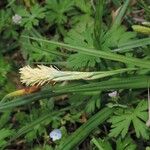 Carex microdonta অভ্যাস
