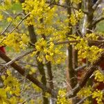 Cornus masFlower