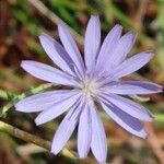 Lactuca tenerrima Kukka