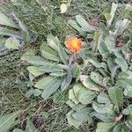 Pilosella aurantiaca 叶