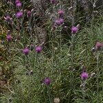 Ptilostemon gnaphaloides Habit