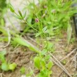 Centaurium pulchellum Агульны выгляд