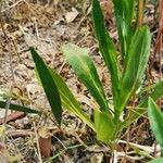 Lobelia urens Leaf