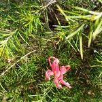 Grevillea rosmarinifoliaBlüte