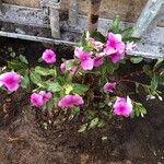 Catharanthus roseusFlower