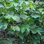 Gossypium hirsutum Leaf