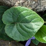 Viola suavis Leaf