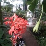 Hibiscus schizopetalus പുഷ്പം