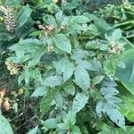 Rubus fraxinifolius Hoja