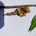Anaxagorea acuminata Fruitua
