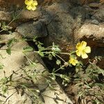 Kallstroemia grandiflora Yeri