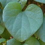 Aristolochia grandiflora Fuelha